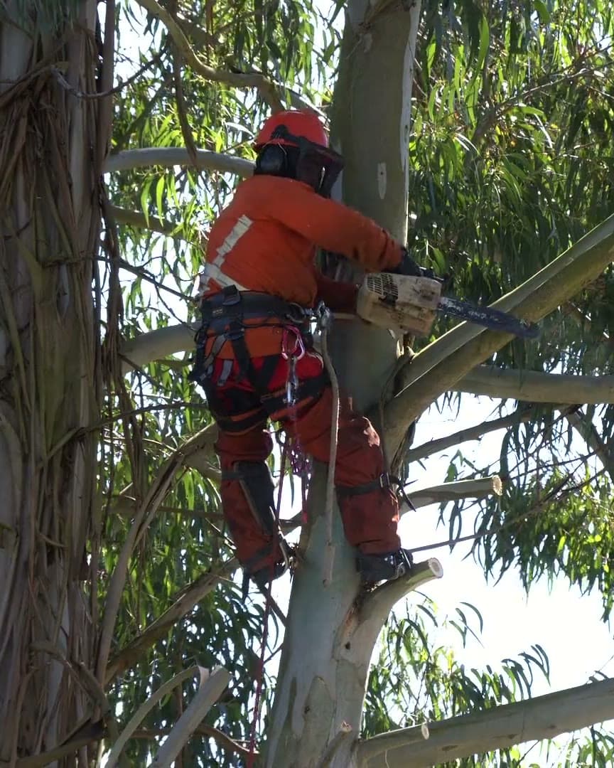 Arborist secured by ropes high in a eucalyptus canopy, wearing a helmet, visor and ear defenders