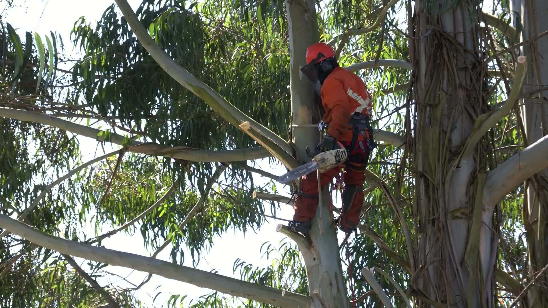Tree surgeon in a climbing harness and chainsaw protective gear cutting a limb from a tall eucalyptus tree